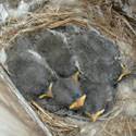 Snow bunting chicks in the nest.